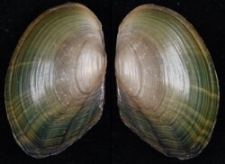 Sinanodonta woodiana