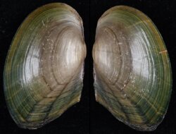 Sinanodonta woodiana