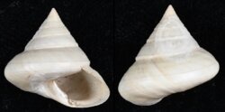 Calliostoma zizyphinum fma lyonsii