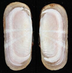 Solecurtus strigillatus