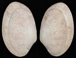 Venerupis rhomboides