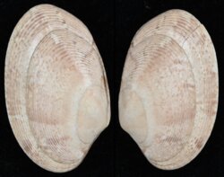 Venerupis rhomboides