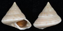 Calliostoma zizyphinum