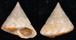 Calliostoma zizyphinum