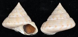 Calliostoma zizyphinum