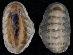 Lepidochitona cinereus