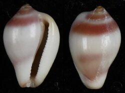 Proterato denticulata