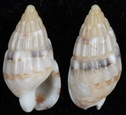 Nassarius cuvieri