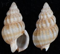 Nassarius muiri