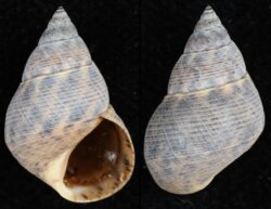 Littorina angulifera