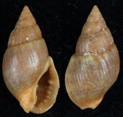 Nassarius corniculum