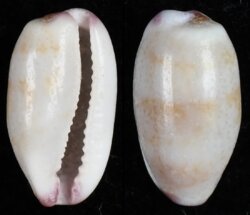 Purpuradusta fimbriata marmorata