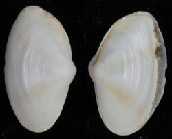 Lentidium mediterraneum