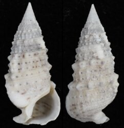 Clypeomorus traillii