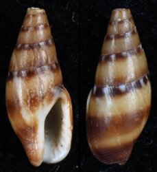 Nitidella ocellata