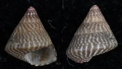Jujubinus striatus fma aequistriatus