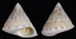 Clelandella miliaris