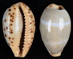 Palmadusta lutea lutea fma mactanica