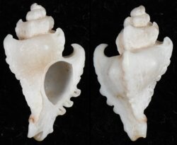 Pteropurpura uncinarius