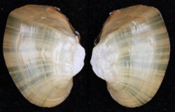 Acuticosta chinensis