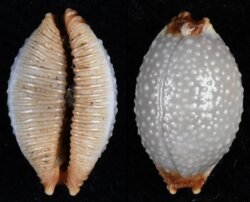 Staphylaea staphyleae laevigata