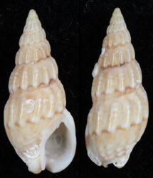 Nassarius capensis