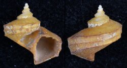 Zellippistes excentricus