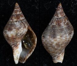 Gemophos viverratus