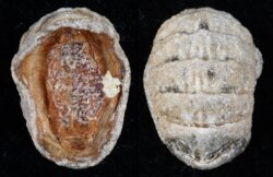 Leptochiton corrugata