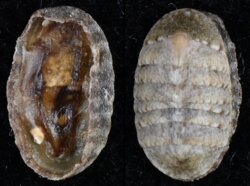 Ischnochiton tridentatus