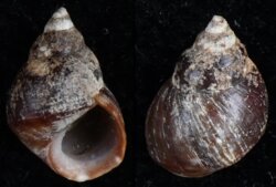 Littorina lineolata