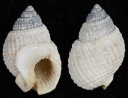 Nassarius albescens