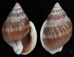 Nassarius burchardi