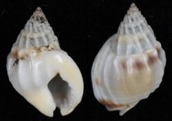 Nassarius burchardi