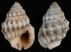 Nassarius subspinosus