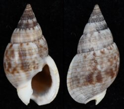 Nassarius gaudiosus
