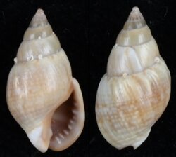 Nassarius corniculus