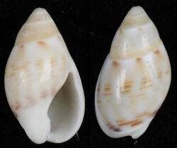 Nassarius corniculus