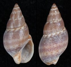 Nassarius corniculus