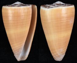 Strategoconus planorbis