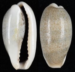 Erronea errones errones