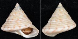 Calliostoma zizyphinum