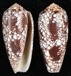 Darioconus omaria