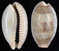 Erronea caurica blaesa