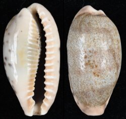 Erronea caurica caurica