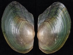 Sinanodonta woodiana