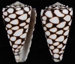 Conus marmoreus