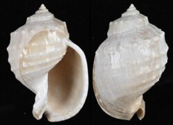 Echinophoria kurodai