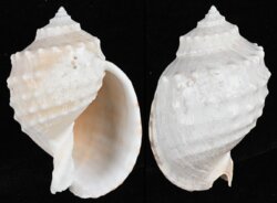 Echinophoria kurodai