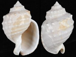 Echinophoria kurodai